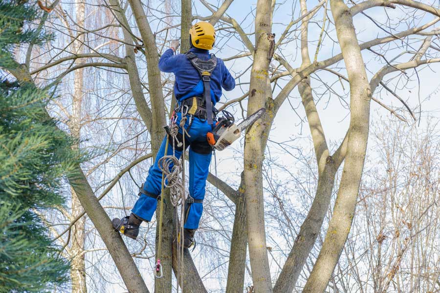 A Dependable Tree Service in Troy, TN, 38260.