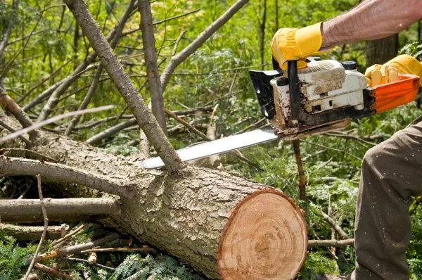 Professional tree service Reliable tree service